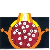 symbol 24 The Unfinished Human Being