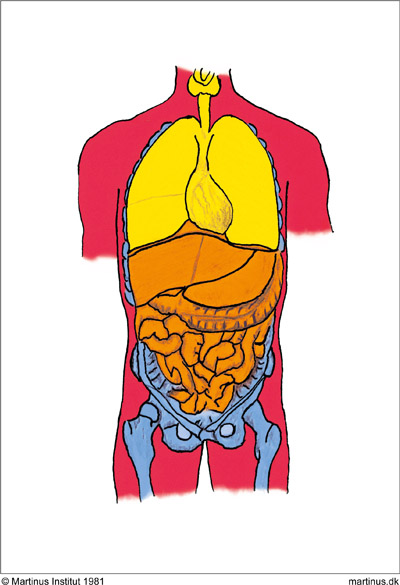 Symbol 47: The Healthy Human Organism