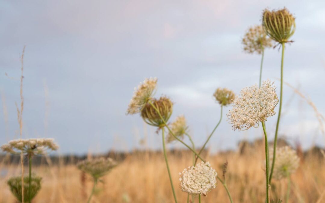 Pinseretræte i Klint