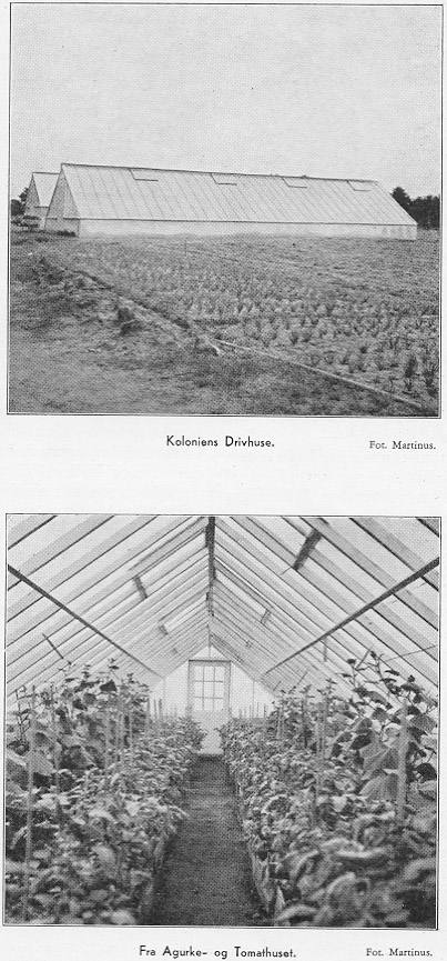 Koloniens Drivhuse. Fra Agurke- og Tomathuset.