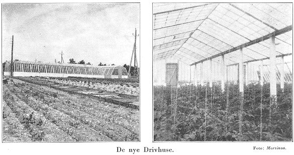 De nye Drivhuse. Foto: Martinus.