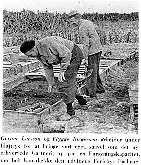 Gerner Larsson og Flygge Jørgensen arbejder under Højtryk for at bringe vort eget, saavel som det nyerhvervede, Gartneri, op paa en Forsyningskapacitet, der helt kan dække den udvidede Feriebys Forbrug.