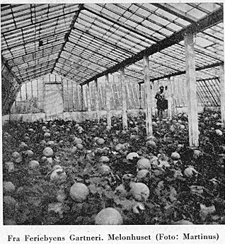 Fra Feriebyens Gartneri. Melonhuset (Foto: Martinus)