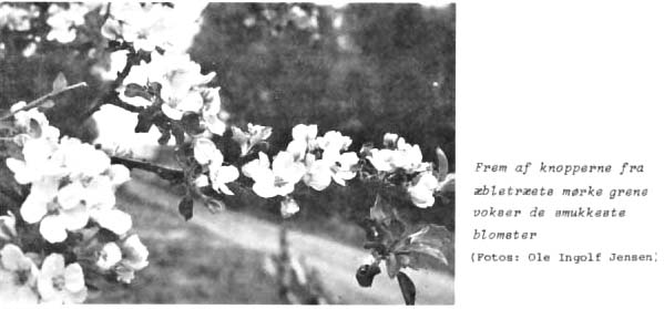 Frem af knopperne fra æbletræets mørke grene vokser de smukkeste blomster (Fotos: Ole Ingolf Jensen)