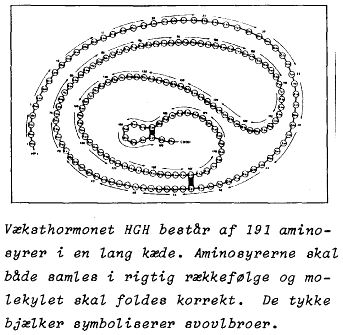 Væksthormonet HGH består af 191 aminosyrer i en lang kæde. Aminosyrerne skal bade samles i rigtig rækkefølge og molekylet skal foldes korrekt. De tykke bjælker symboliserer svovlbroer.