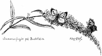 Sommerfugle på Buddléia. P. Brinkhard