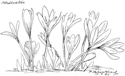 Høsttidløs, P. Brinkhard 14-9-85