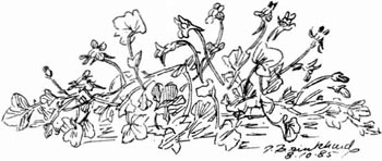 P. Brinkhard 8-10-85