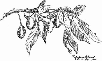 P. Brinkhard, 22-7-86