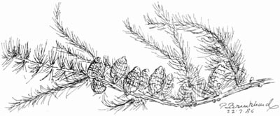 P. Brinkhard 22-7-86