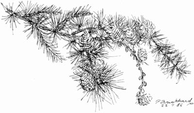 P. Brinkhard 22-7-86