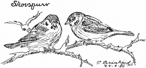 Skovspurv. P. Brinkhard 24-2-86