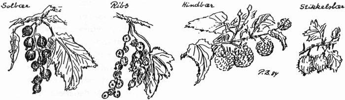 Solbær, Ribs, Hindbær, Stikkelsbær. P. B. 84