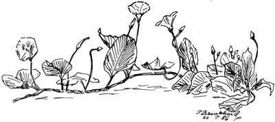 P. Brinkhard 20-7-86