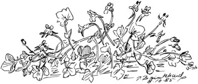 P. Brinkhard 8-10-85