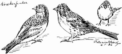 Kvækerfinker. P. Brinkhard 6-1-86