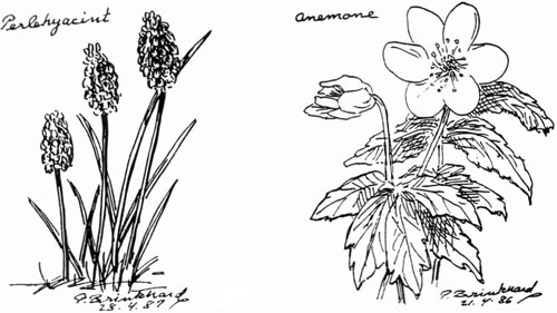 Perlehyacint. Anemone. P. Brinkhard 28-4-87 21-4-86