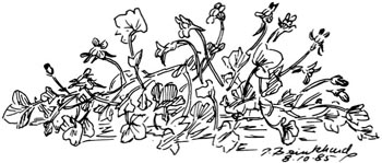 P. Brinkhard 8-10-85