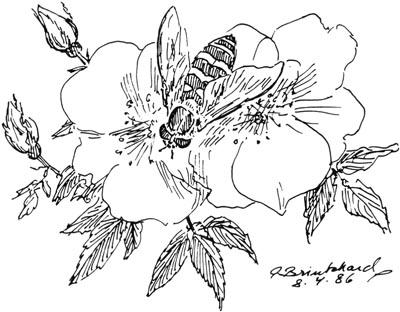 P. Brinkhard 8-4-86