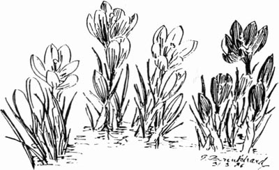 P. Brinkhard 31-3-86