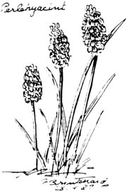 Perlehyacint. P. Brinkhard 28-4-87