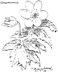 P. Brinkhard 21-4-86