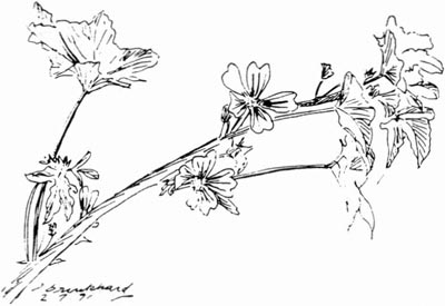 P. Brinkhard