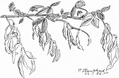 P. Brinkhard 22-7-86