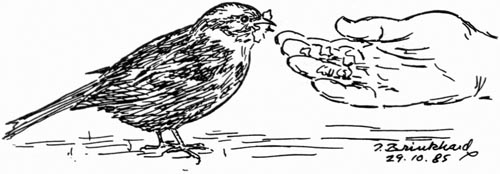 P. Brinkhard 29.10.85