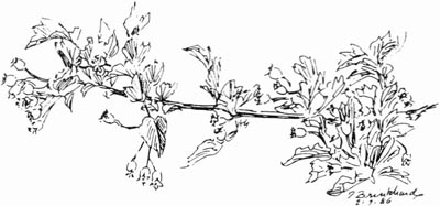 P. Brinkhard, 2-7-86