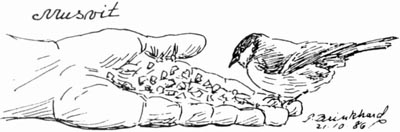 Musvit. P. Brinkhard 21-10-86