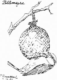 Blåmejse. P. Brinkhard