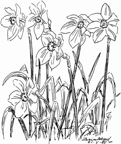 P. Brinkhard 21.5.85