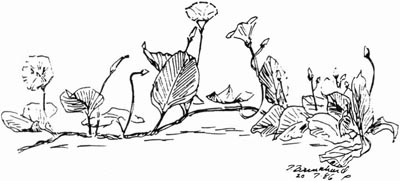 P. Brinkhard 20-7-86