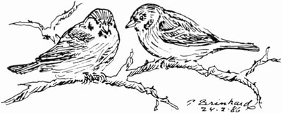 P. Brinkhard 24-2-86