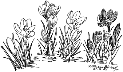 P. Brinkhard 31.3.86