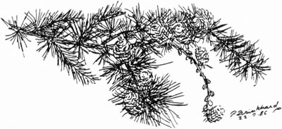 P. Brinkhard 22.7.86