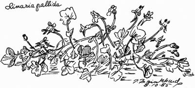 Linaria pallida. P. Brinkhard 8.10.85