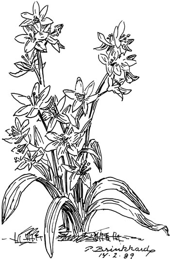 P. Brinkhard 14.2.89