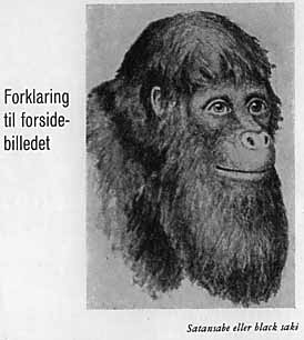 Satansabe eller black saki