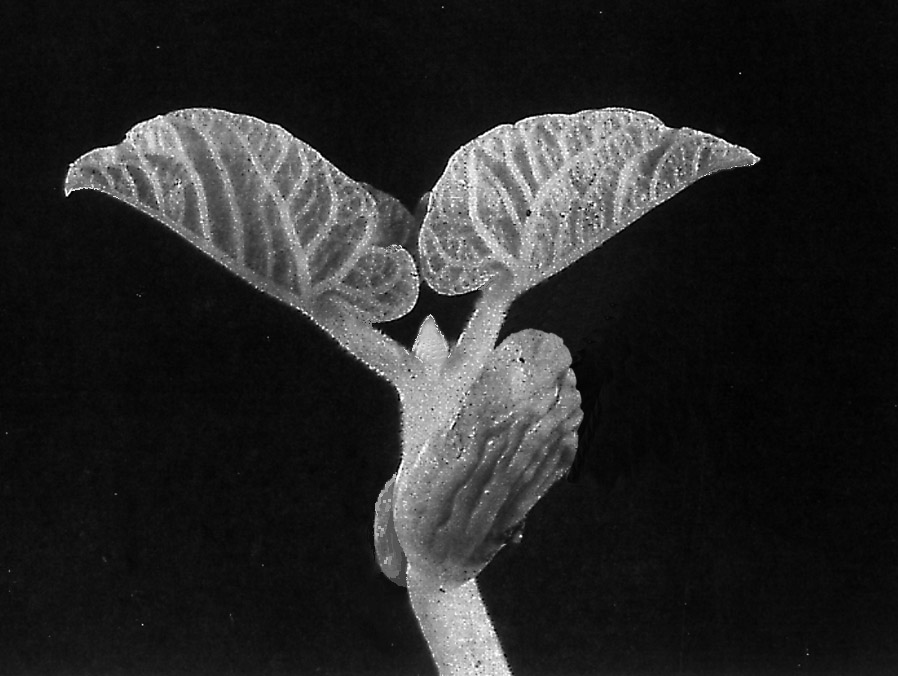Spirende plante