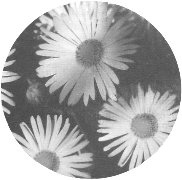 Blomster