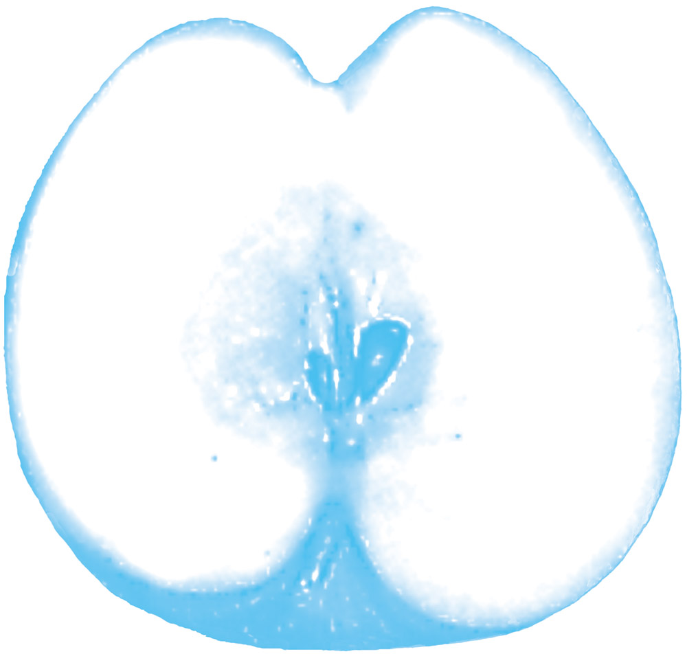 Æble