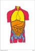 symbol 47 Der gesunde Menschenorganismus